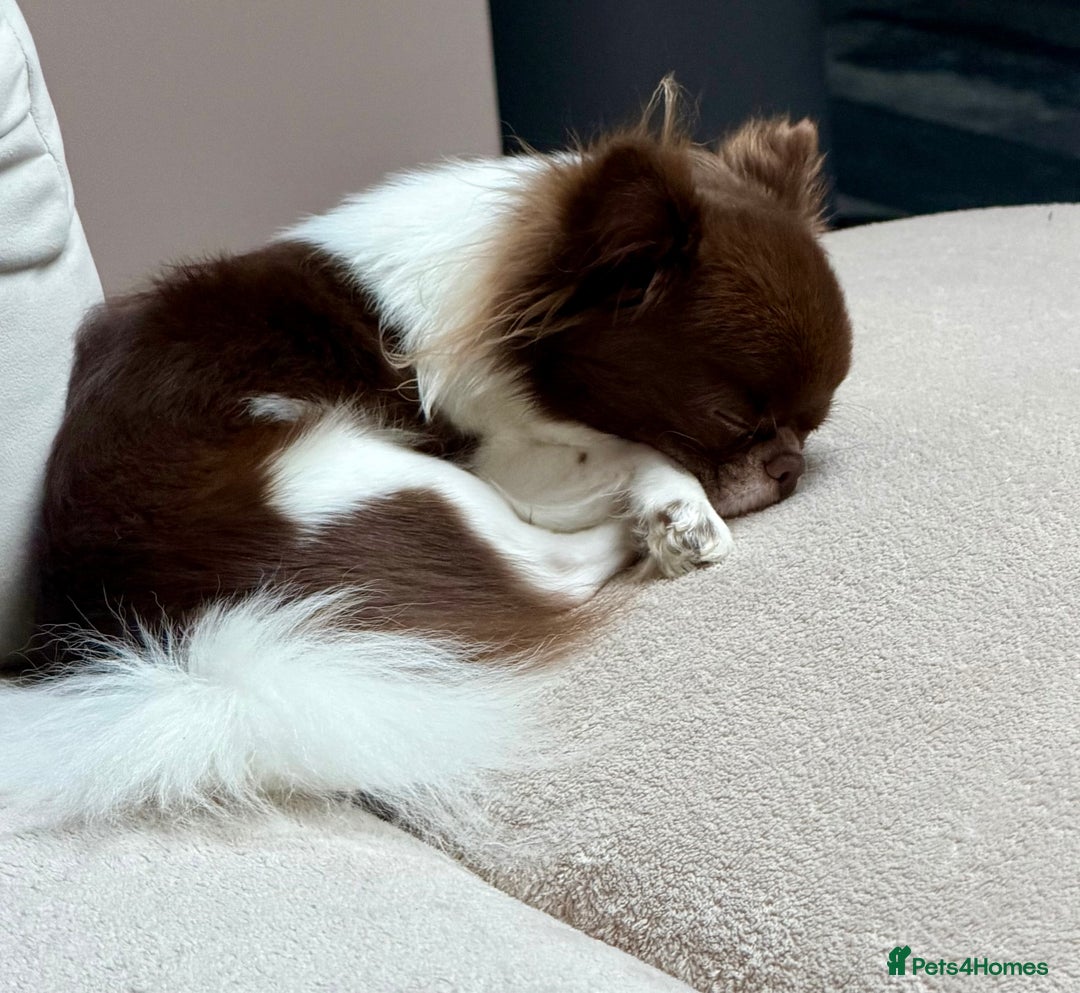 Chihuahua dogs for stud: KC registered/health tested  in London - Advert 3