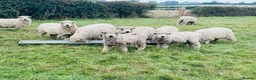 Sheep livestock for sale: Dartmoors for sale  - Advert 4