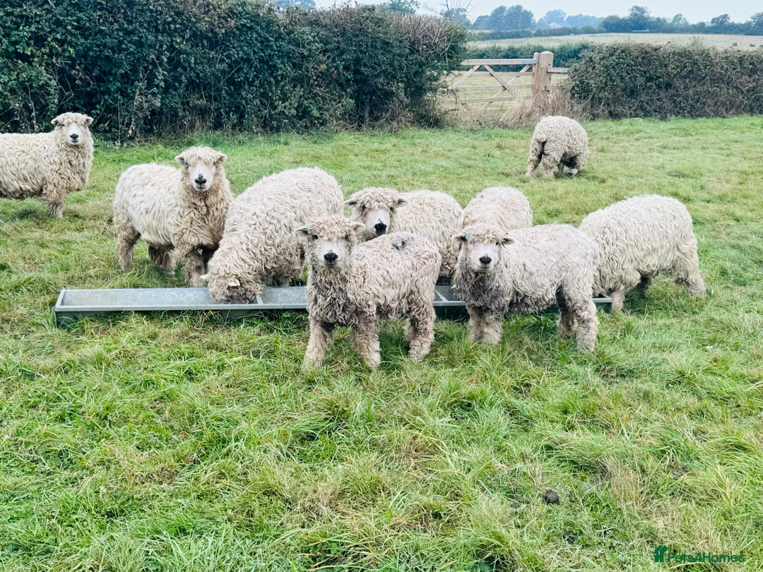 Sheep livestock for sale: Dartmoors for sale  - Advert 4