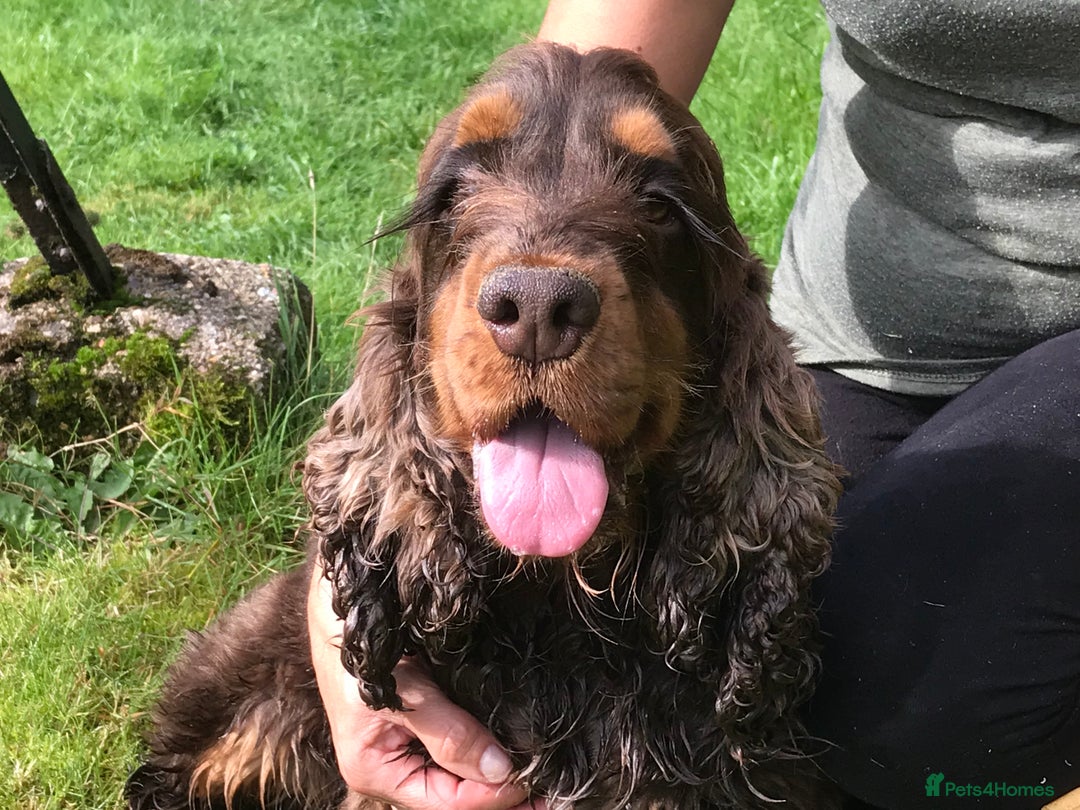 Cocker Spaniel dogs for sale: Beautiful KC English cocker spaniel pups - Image 8