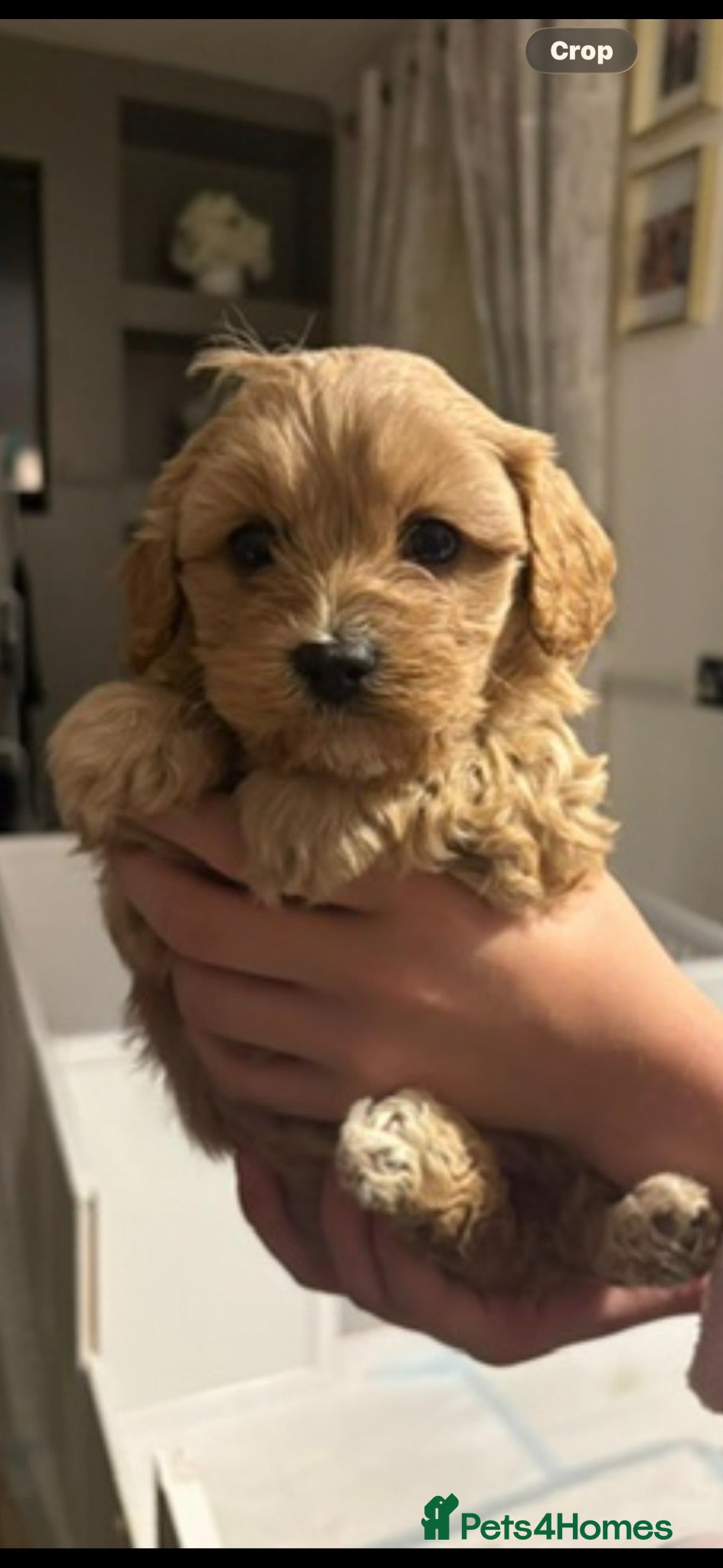 Mixed Breed dogs Cavachon Beautiful bundle of fluff  - Advert 2