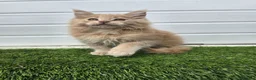Maine Coon cats for sale: Outstanding gccf pet registered babies  - Advert 22