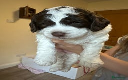 Cockapoo dogs for sale: Cockapoo Babies - Image 1