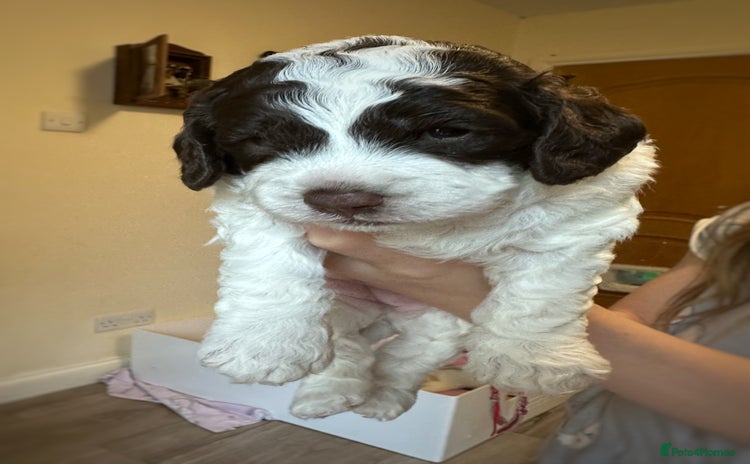 Cockapoo dogs - Advert 1