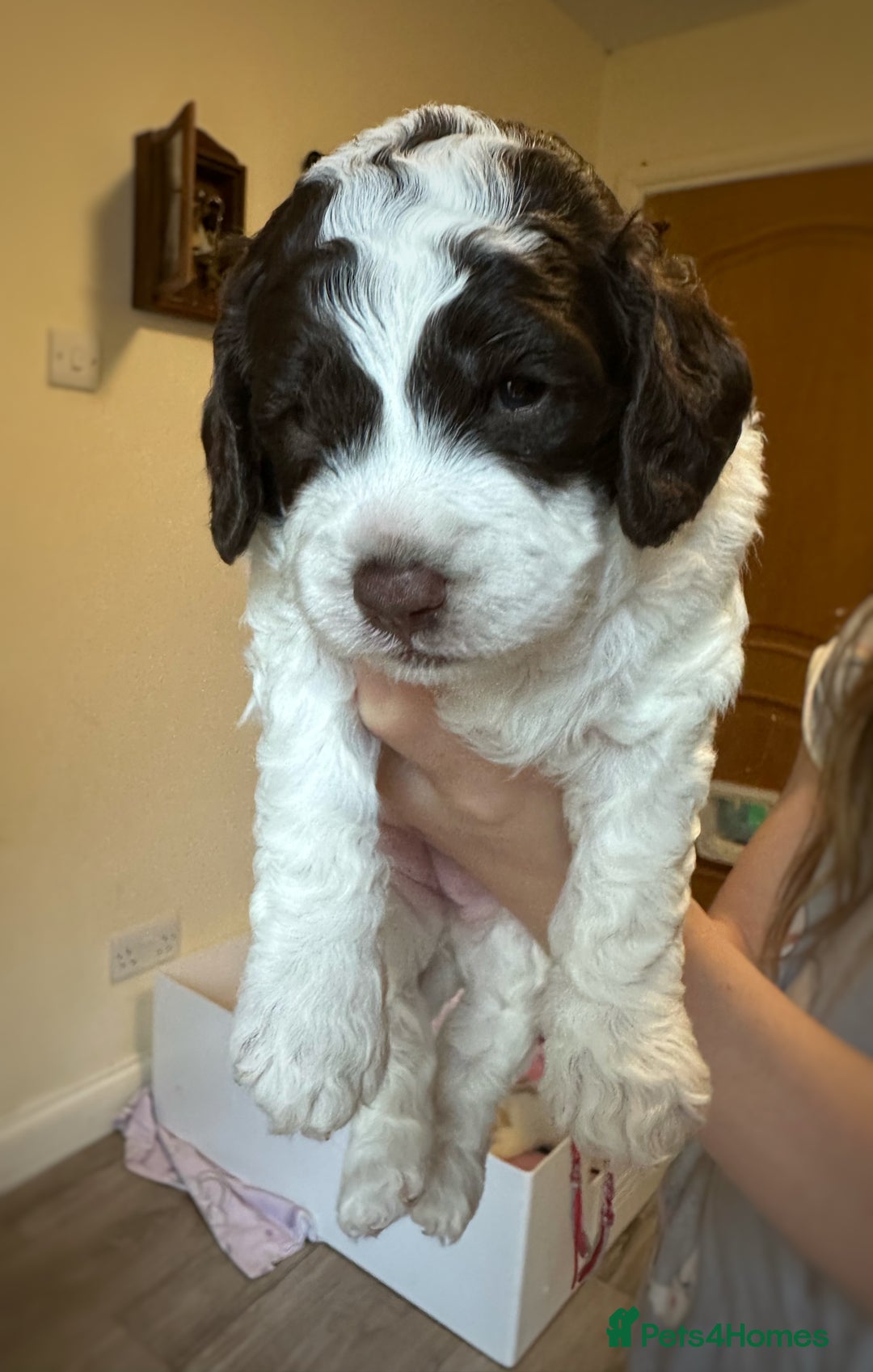 Cockapoo dogs for sale: Cockapoo Babies - Image 1
