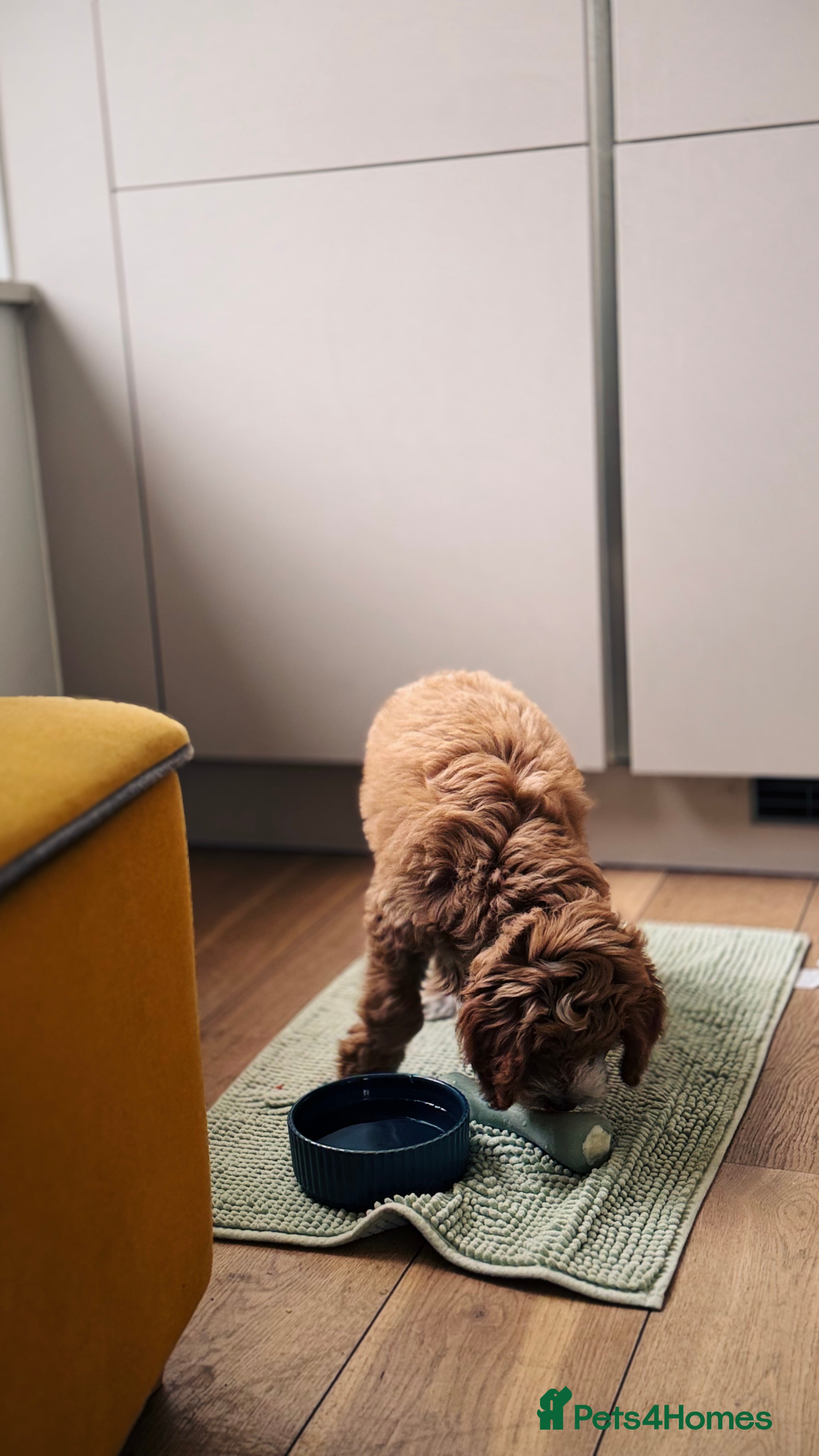 Goldendoodle dogs 12 week golden doodle - Advert 1