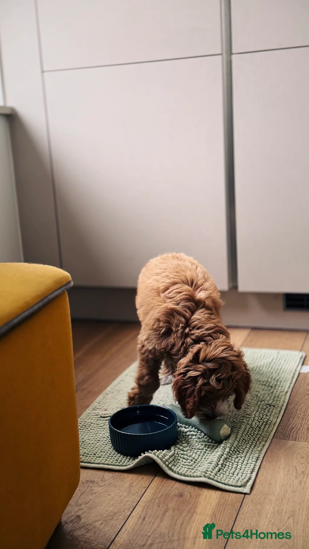 Goldendoodle dogs for sale: 12 week golden doodle in London - Advert 1