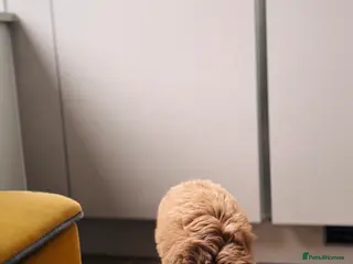 Goldendoodle dogs 12 week golden doodle - Advert 1