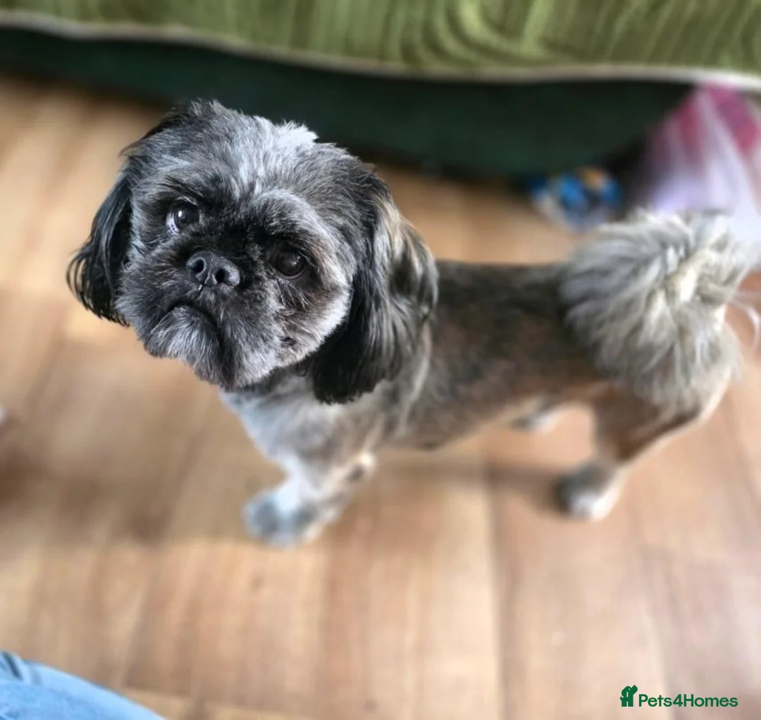 Shih Tzu dogs for sale: 6 mixed shitzu puppies  in Bridgend - Advert 2