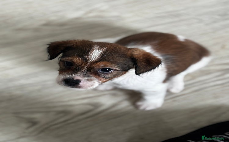 Mixed Breed dogs - Advert 1