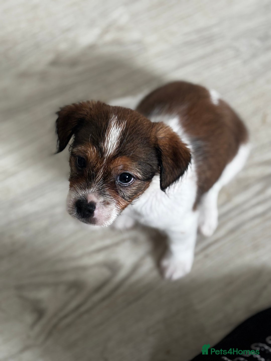 Mixed Breed dogs for sale: Jack Tzu puppies - Image 1