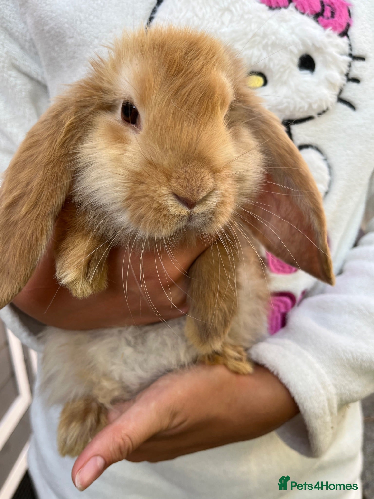 French Lop rabbits Full French lops looking for their forever home 🏡 - Advert 2