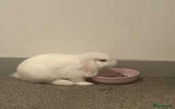 Dwarf Lop rabbits for sale: White Dwarf Llop - Image 2