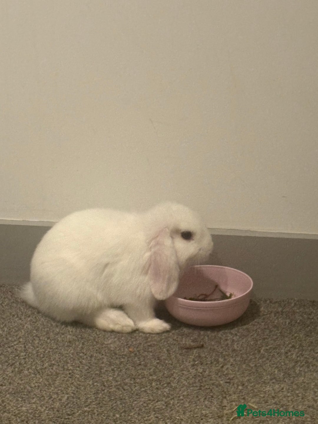 Dwarf Lop rabbits for sale: White Dwarf Llop - Image 2