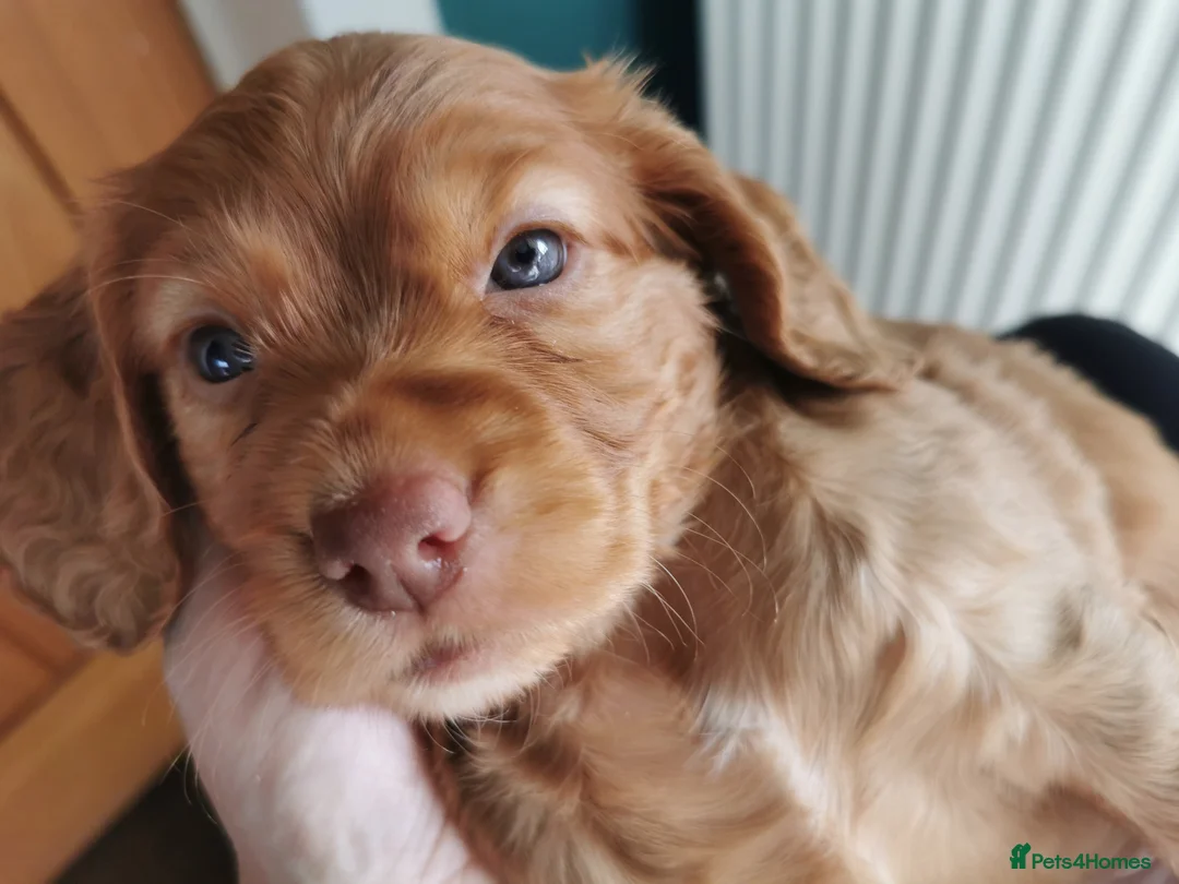 Cocker Spaniel dogs for sale: FTCH Pedigree Working Cocker Spaniels  - Advert 25