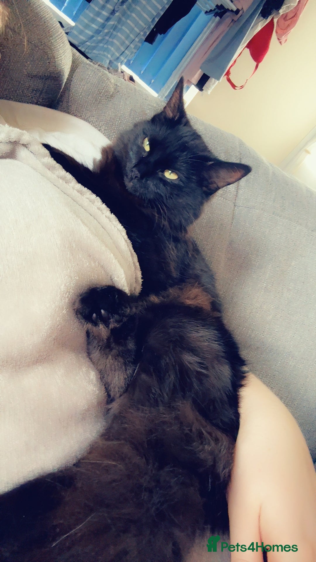 Mixed Breed cats for sale: 7 month old kitten  - Advert 4