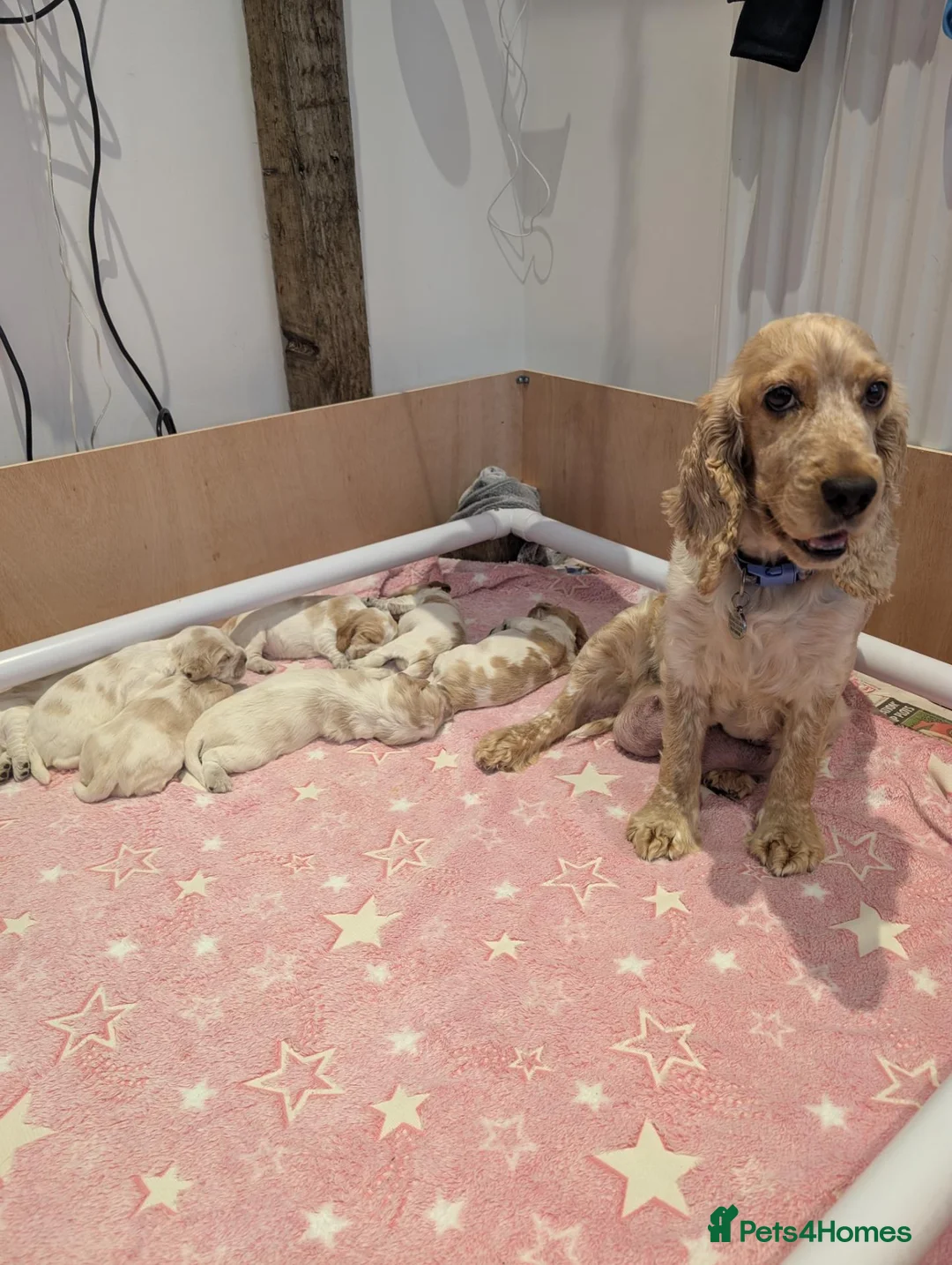 Cocker Spaniel dogs for sale: Orange Roan Show Cocker Pups - Advert 1