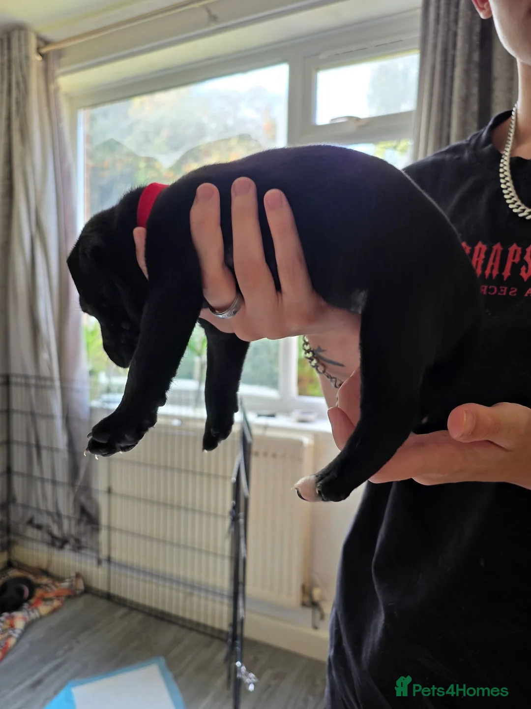 Staffordshire Bull Terrier dogs for sale: Staff puppies in Bristol - Advert 1