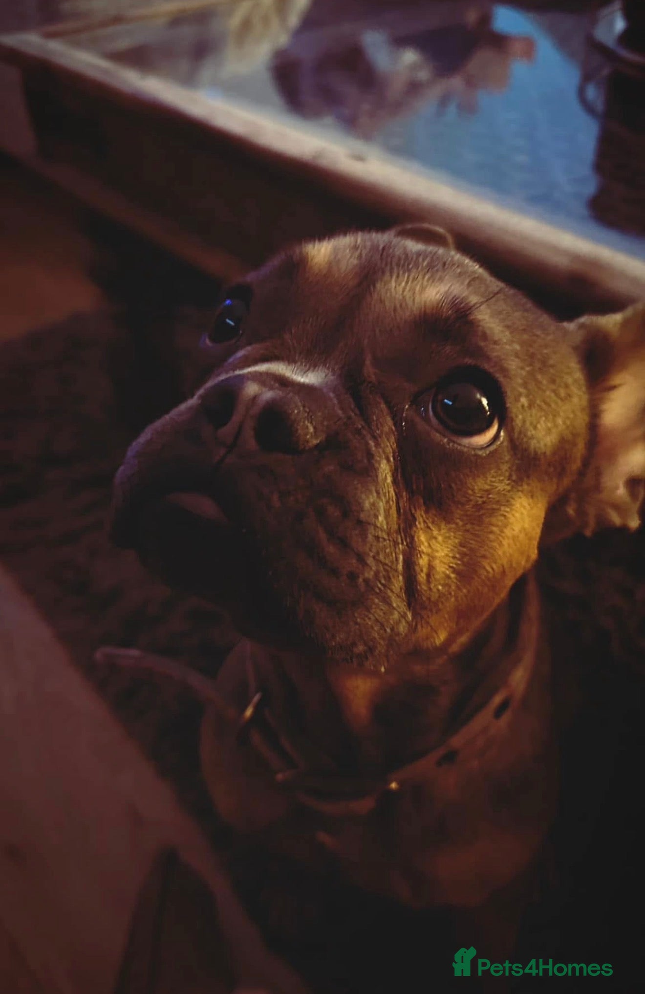 French Bulldog dogs Beau  - Advert 1