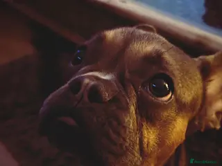 French Bulldog dogs Beau - Advert 2