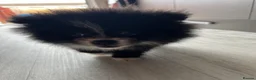 Pomeranian dogs for sale: Beautiful doggy - Advert 1