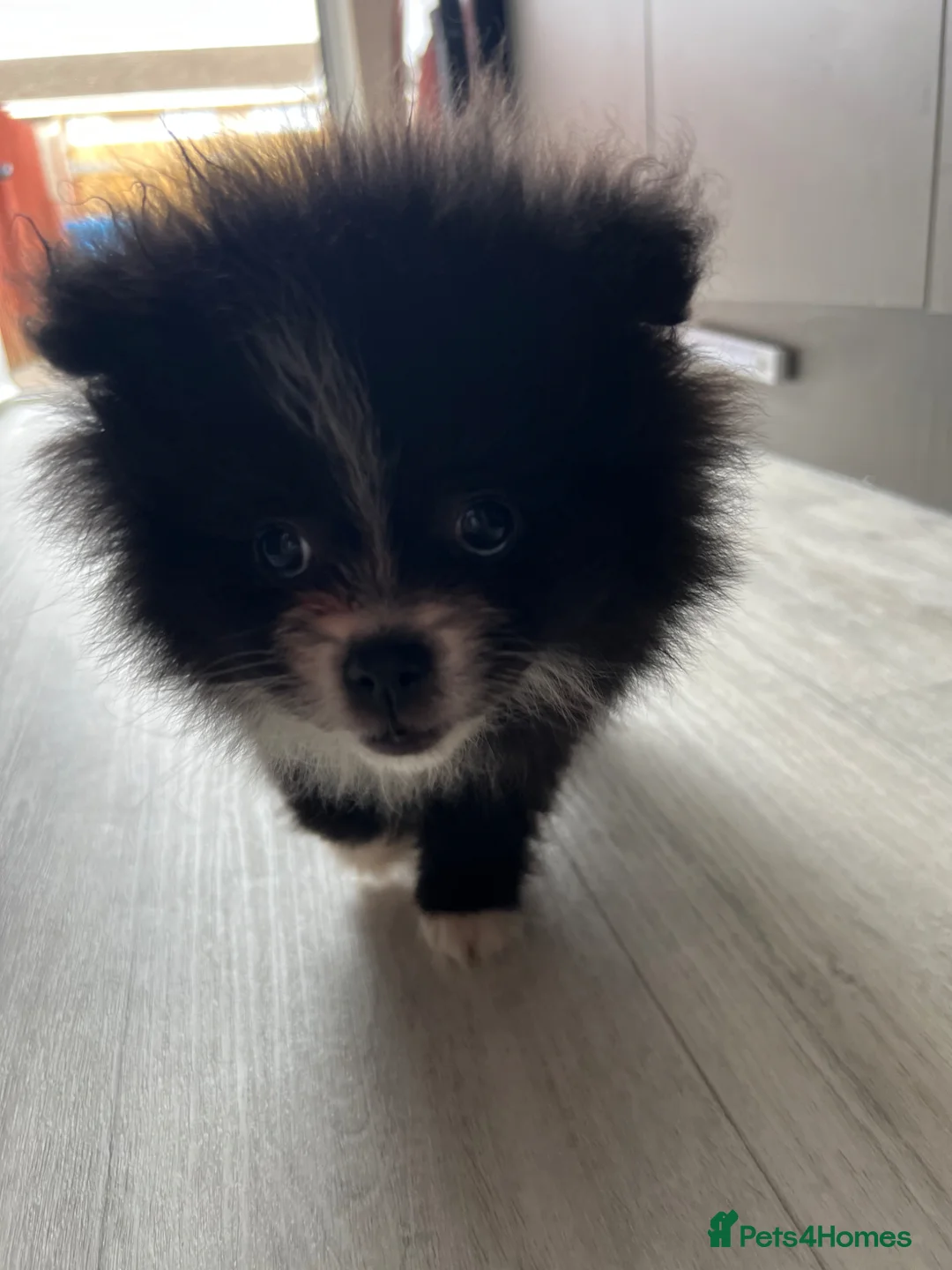 Pomeranian dogs for sale: Beautiful doggy - Advert 1