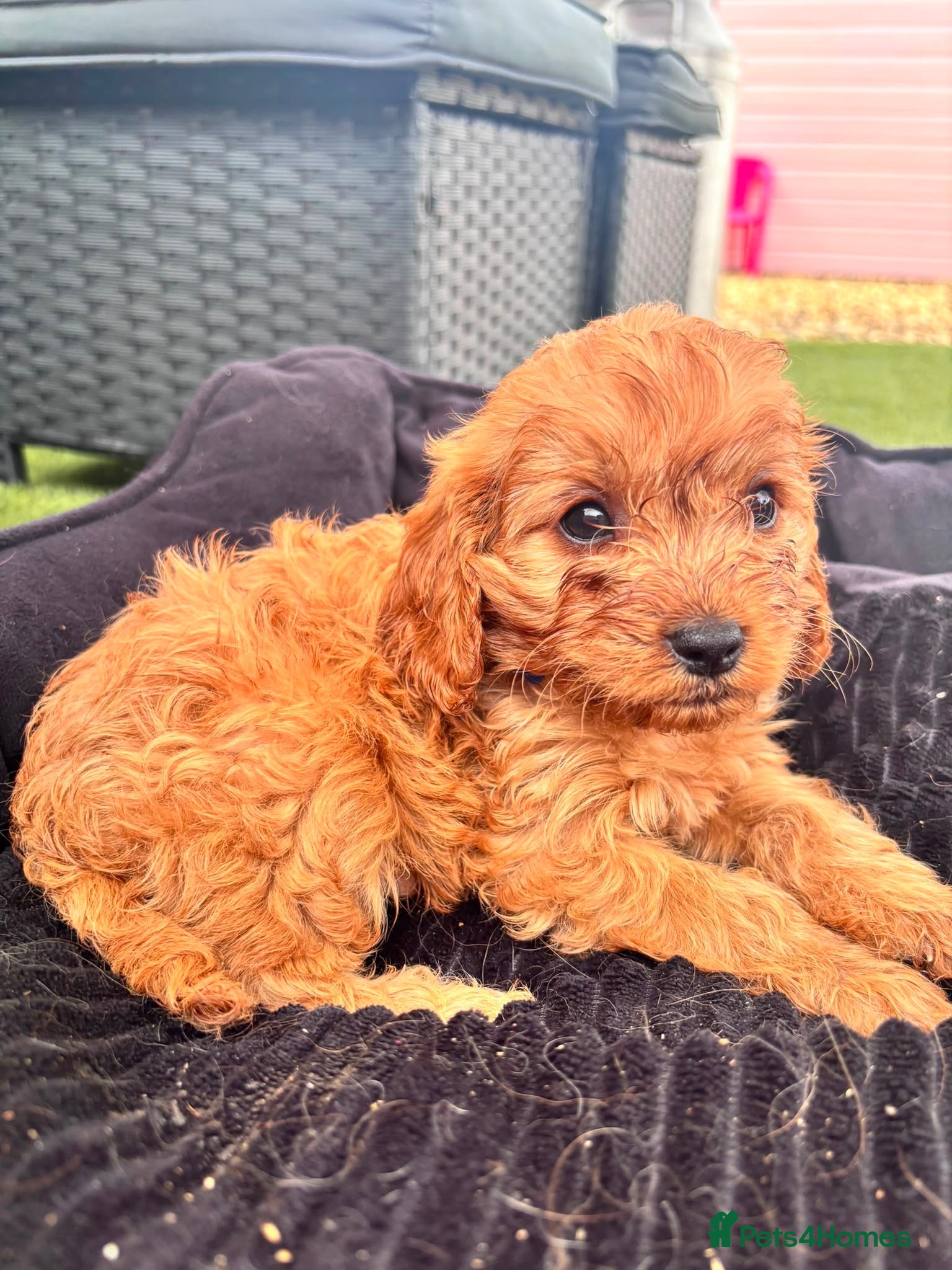 Cavapoo dogs Last girl available f1 cavapoo - Advert 2