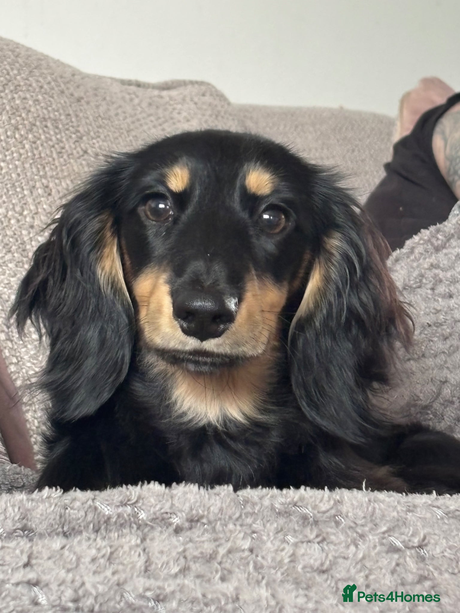 Dachshund dogs for stud: Long haired dachshund for stud  - Advert 4
