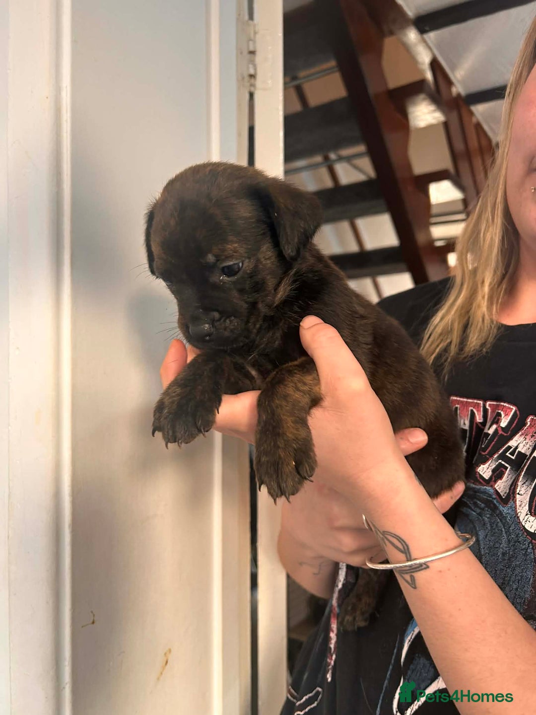 Mixed Breed dogs for sale: Beautiful Rottweiler x bullmastiff puppies - Advert 12