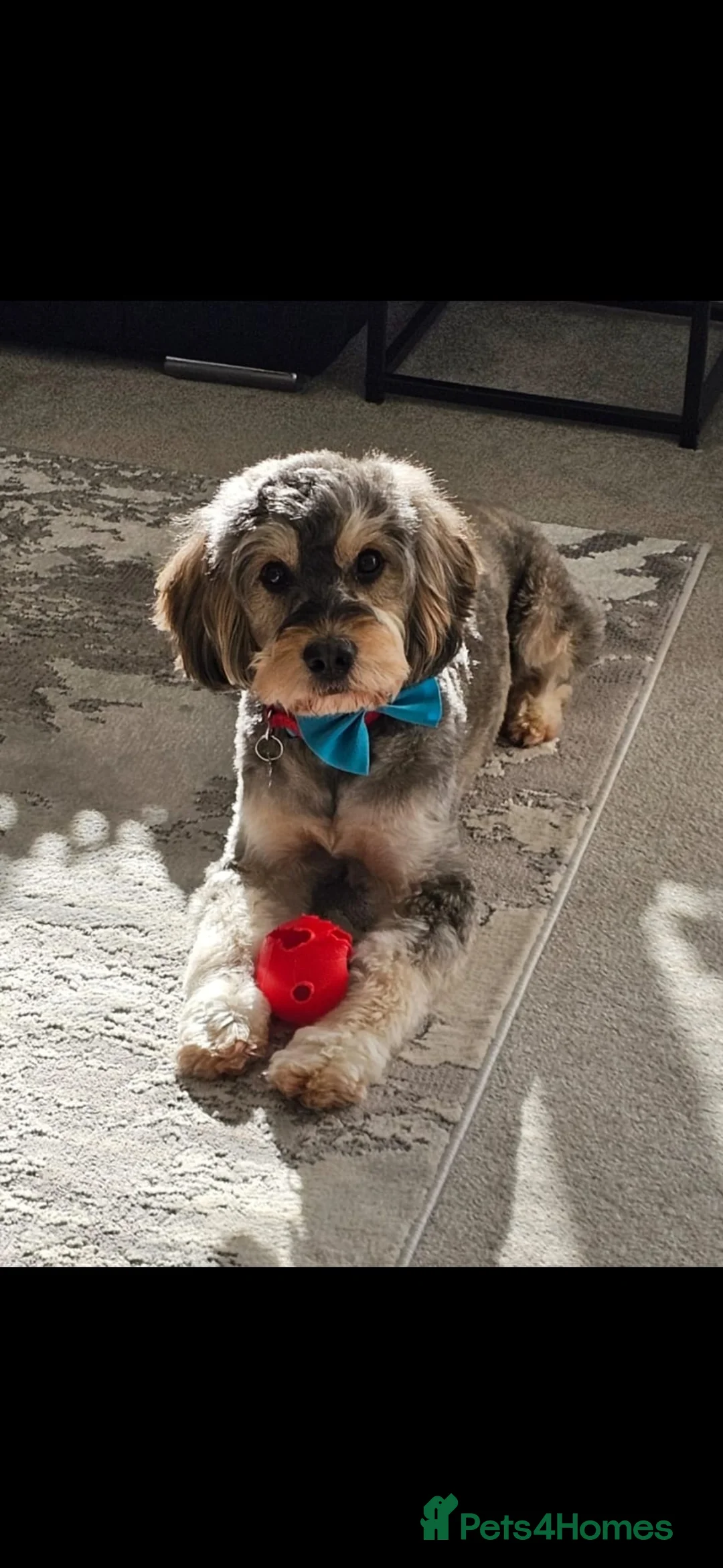 Cockapoo dogs for stud: Silver Phantom Parti Cockapoo for Stud - Advert 2