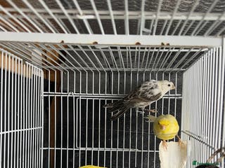 Canaries birds Canaries for sale - Advert 1