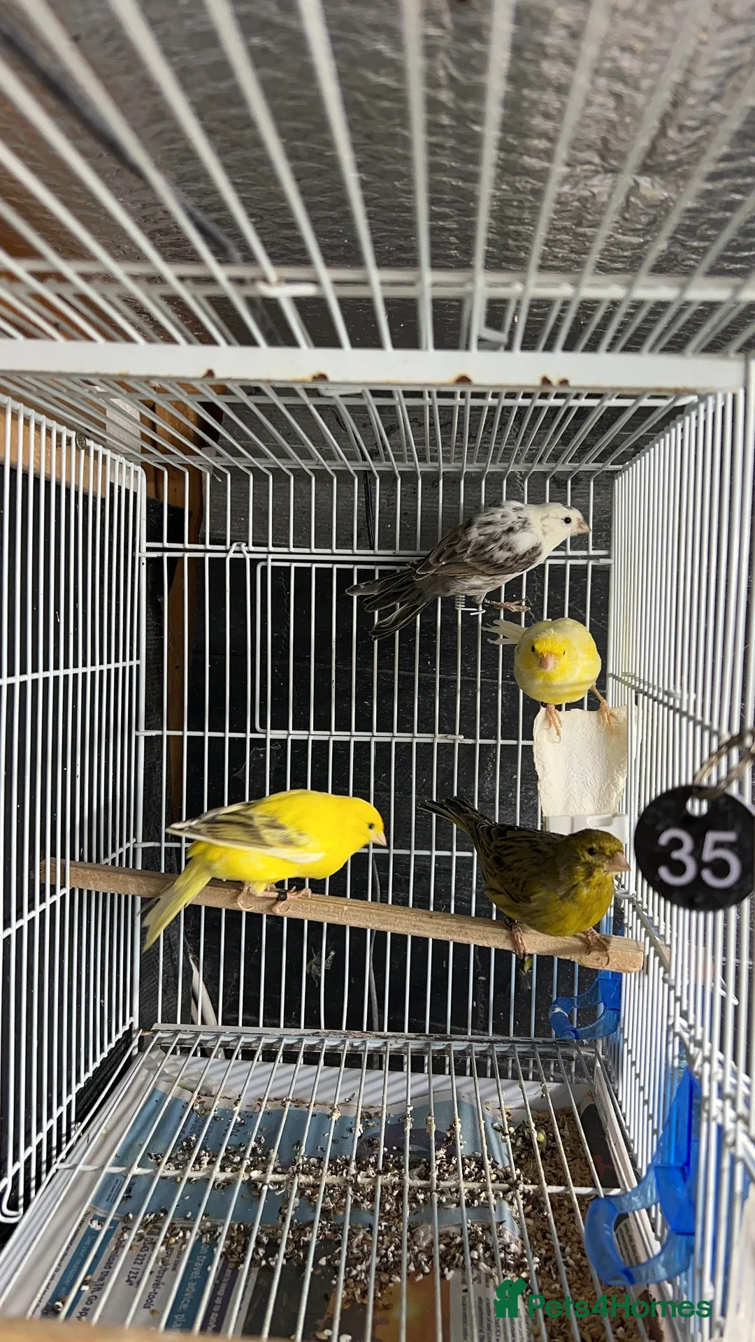 Canaries birds for sale: Canaries for sale  - Advert 1