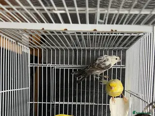 Canaries birds Canaries for sale - Advert 15