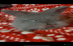 Mini Lop rabbits for sale: Gorgeous little mini lop baby bunnies ready now - Image 14