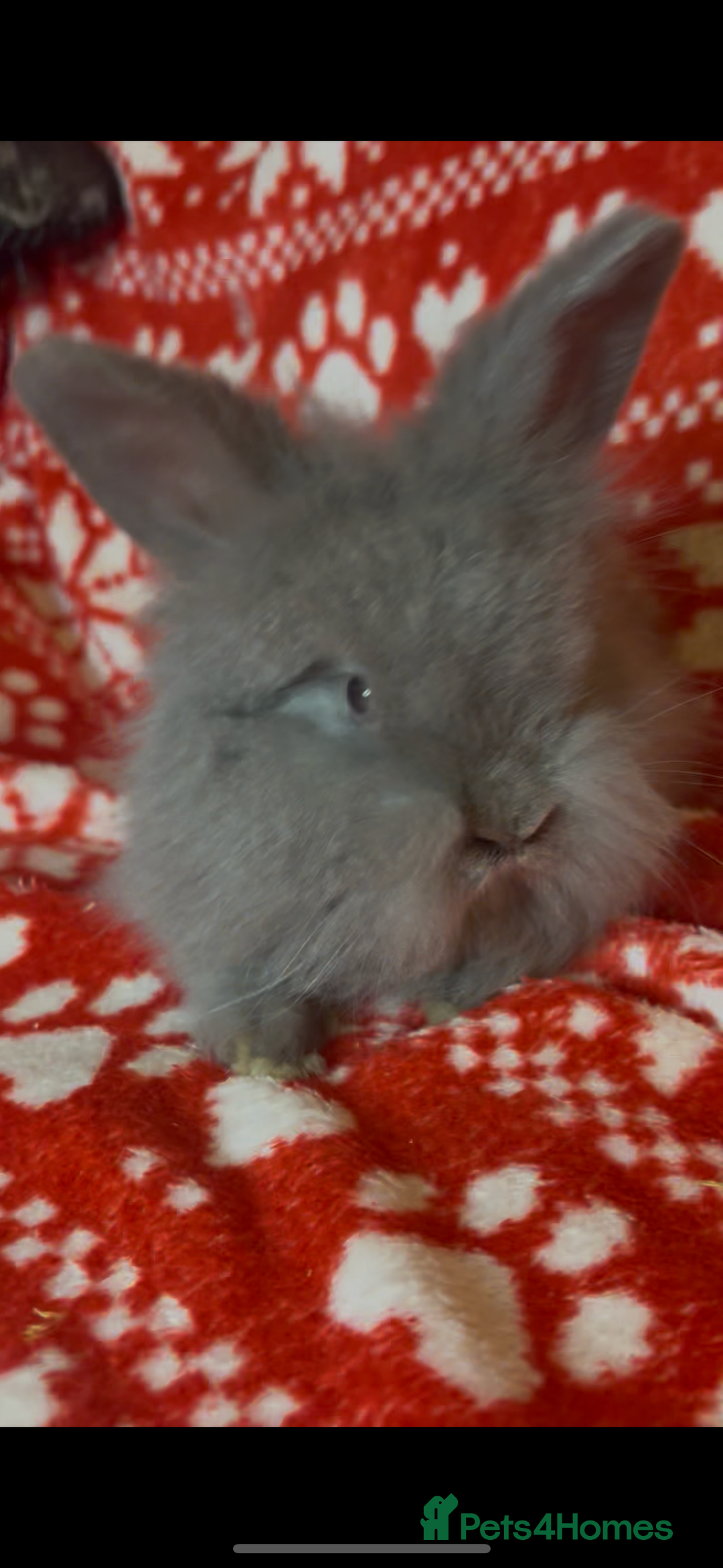 Mini Lop rabbits for sale: Gorgeous little mini lop baby bunnies ready now - Image 14