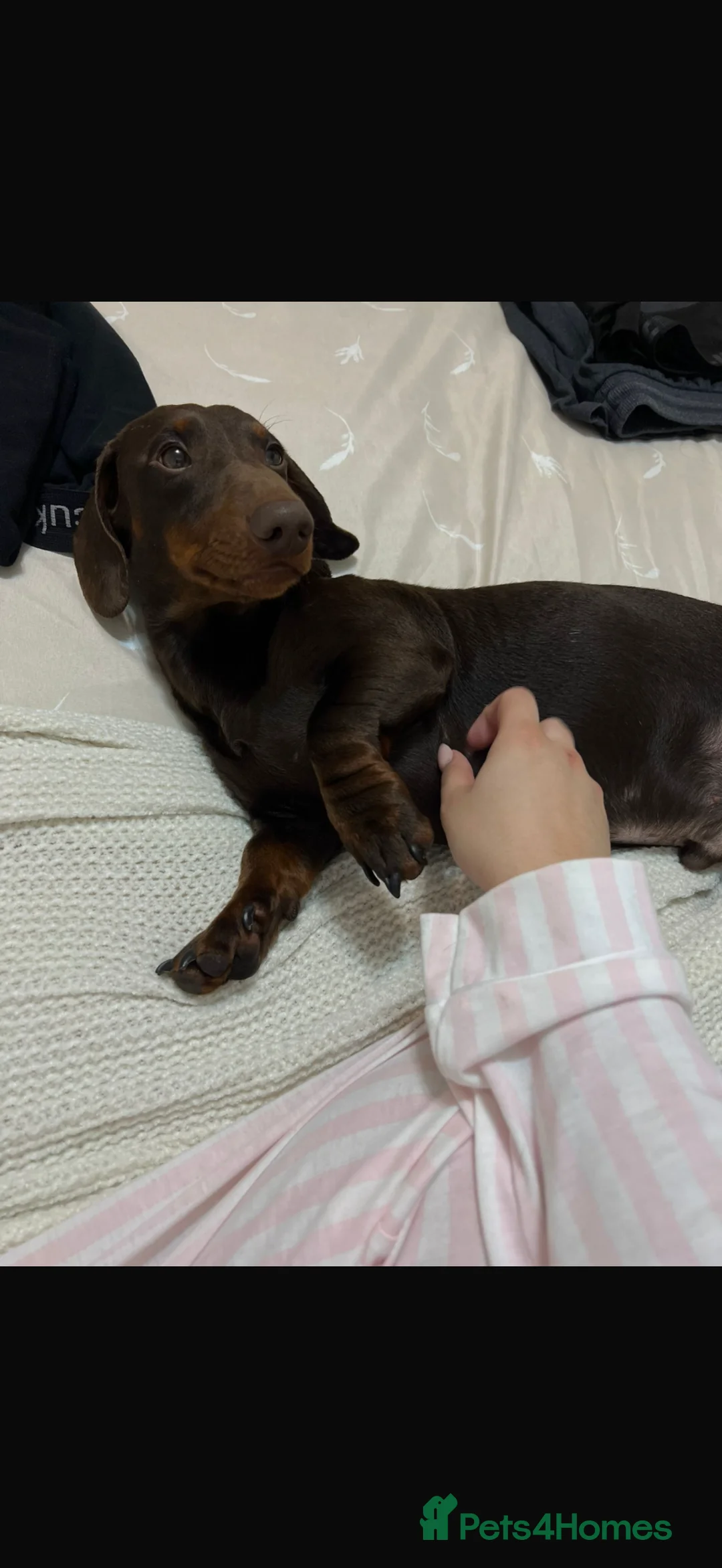 Dachshund dogs for sale: Year old brown dachshund  in Jarrow - Advert 1