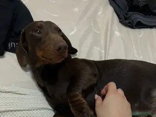 Dachshund dogs Year old brown dachshund - Advert 15