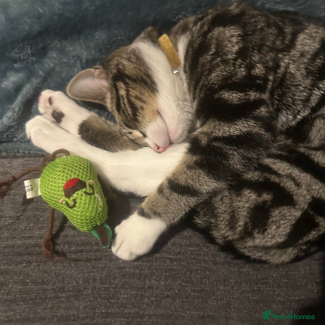 Mixed Breed cats for sale: Calico cat for SALE! - Image 2