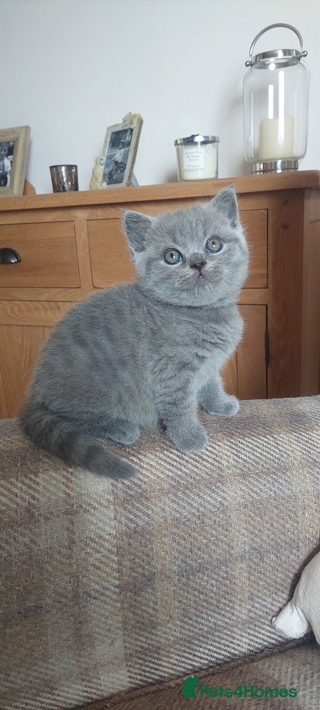 British Shorthair cats for sale: 💙💜GCCF REGISTERED KITTENS💜💙 - Image 10