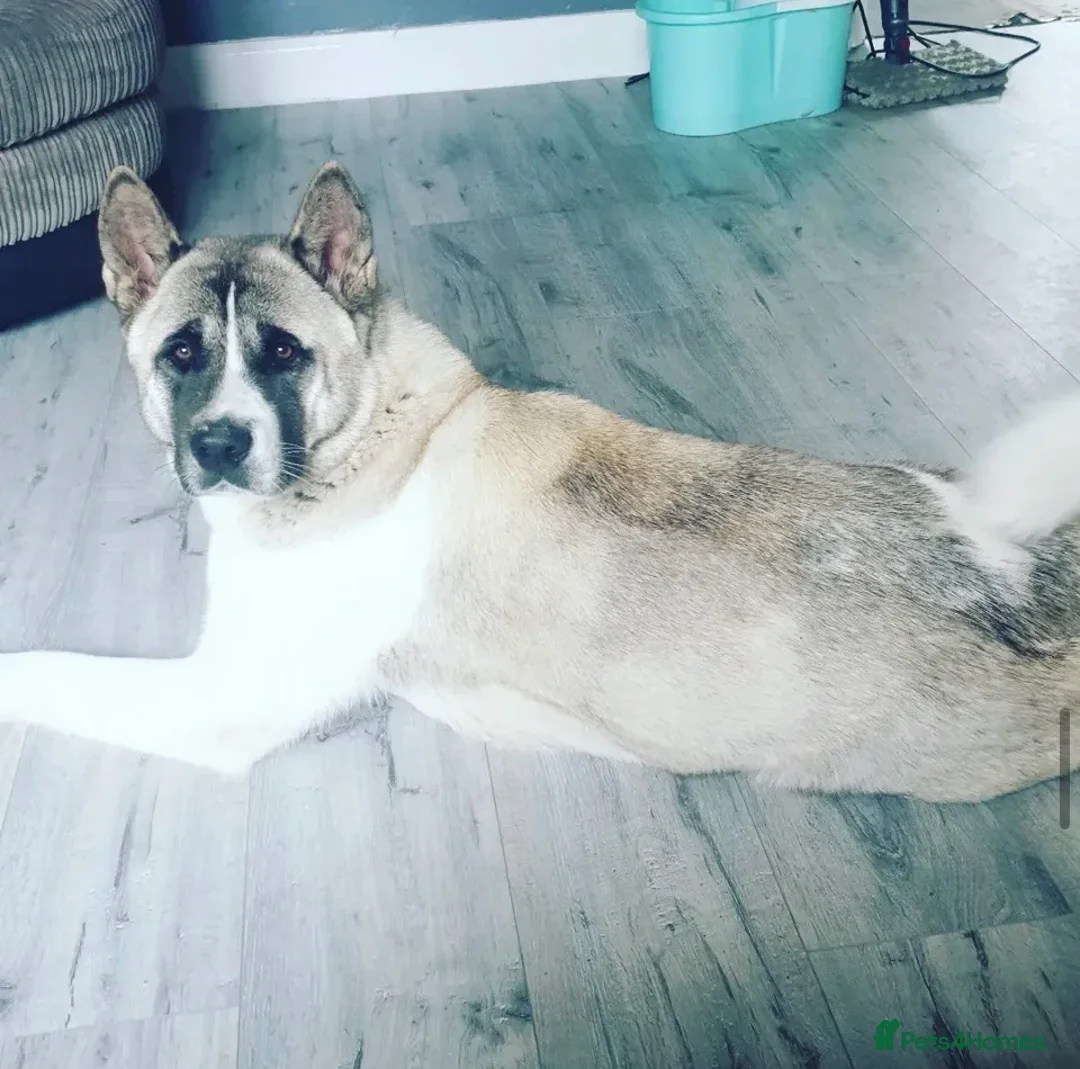 Akita dogs for sale: American Akita  in Littlehampton - Advert 7