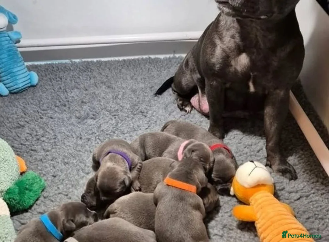 Staffordshire Bull Terrier dogs for sale: Beautiful Purebred blue English Staffy puppies - Advert 5