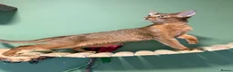 Abyssinian cats for sale: 2 Abyssinian Tica kittens girls  - Advert 14