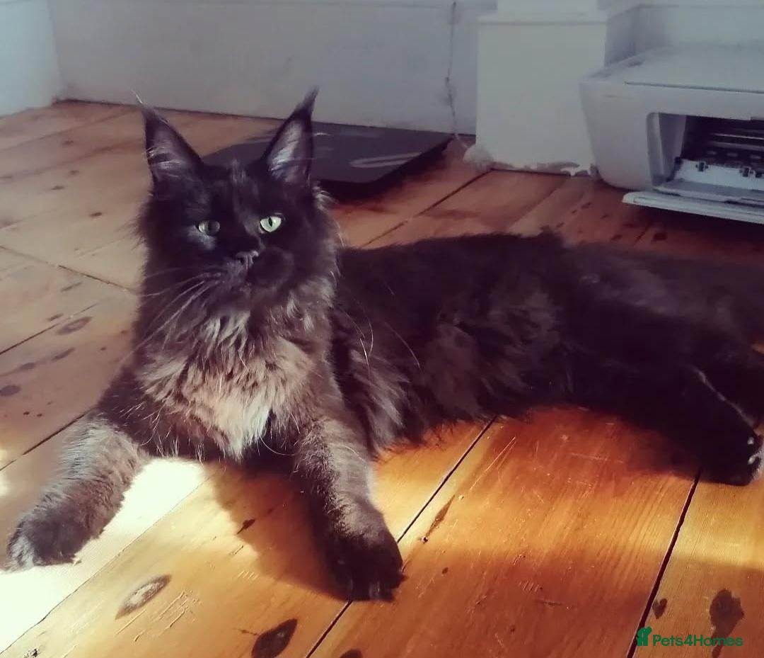 Maine Coon cats Beautiful TICA Purebred Maine Coon Kittens - Advert 2