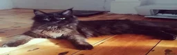 Maine Coon cats for sale: Beautiful TICA Purebred Maine Coon Kittens - Advert 2