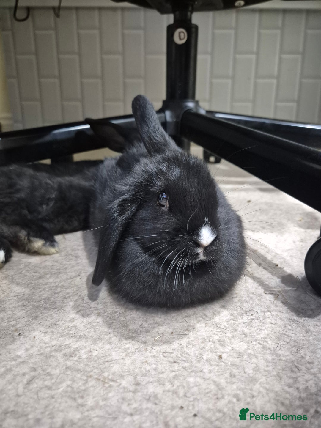 Mini Lop rabbits for sale: 5 Black and White Dutch x Mini Lop Babies - Advert 5