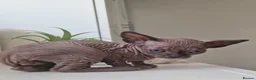 Sphynx cats for sale: 🐾 ADORABLE SPHYNX KITTEN BOY FOR SALE 🐾 - Advert 12