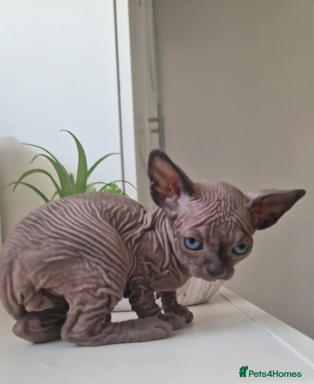 Sphynx cats for sale: 🐾 ADORABLE SPHYNX KITTEN BOY FOR SALE 🐾 - Advert 12