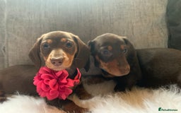 Miniature Dachshund dogs for sale: Minature Dashound boy&girl Ready Now - Image 14