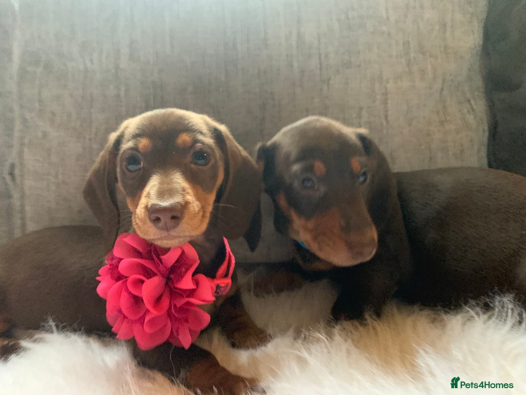 Miniature Dachshund dogs for sale: Minature Dashound boy&girl Ready Now - Image 14