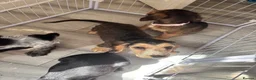 Cocker Spaniel dogs for sale: 2 beautiful cocker spaniel puppies - Advert 4